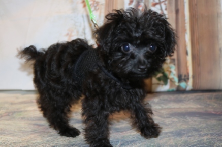 Mulligan CKC Male T-cup Yorkipoo $2000 JUST DISCOUNTED $1750 WITH ALL HIS PUPPY VACCINES SOLD MY NEW HOME FALL BRANCH, TN 2.3 lbs 13 weeks old