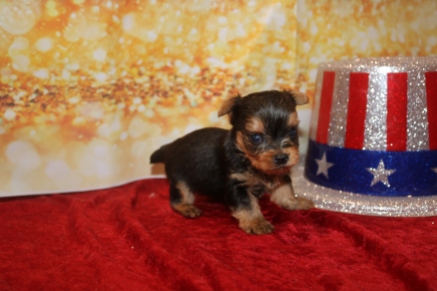 Charlie Male T-Cup Yorkie $2000 Ready 1/24 HAS DEPOSIT MY NEW HOME JACKSONVILLE, FL 8.5 OZ 4W1D Old