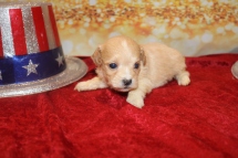 Molly Female CKC Havapoo $2000 Ready 1/28 SOLD MY NEW HOME CLEARWATER, FL 13oz 3w5d old