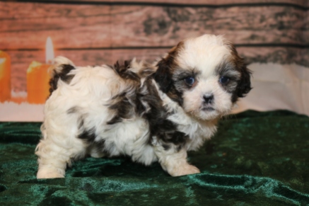 Nick Male CKC Shihpoo $1750 Ready 12/24 SOLD MY NEW HOME PONTE VEDRA, FL 2 Lbs 8 oz 5W3D old
