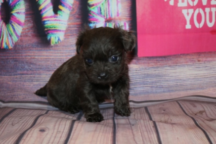 Baby Boo Male CKC Malshipoo $2000 Ready 2/12 SOLD MY NEW HOME JACKSONVILLE, FL 1Lb 6.4 oz 5W2D Old
