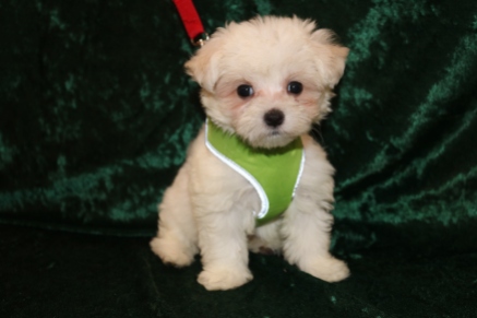 Fluffy Male CKC Maltese $1750 Discounted because of umbilical hernia now $1500 Ready 2/25 SOLD! MY NEW HOME IS IN FERNANDINA BEACH, FL! 1 Lb 9.5 oz 7 Weeks Old