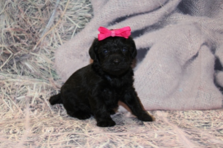 Giggles Female CKC Schnoodle $1750 Ready 3/5 HAS DEPOSIT! MY NEW HOME IS IN Oklahoma City, Oklahoma! 1lb 9.5oz 3W6D old