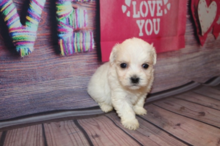 Florence (Ryder) Female CKC Havanese $1750 Ready 2/23 HAS DEPOSIT MY NEW HOME TOWNSEND, GA 1Lb 4W4D Old