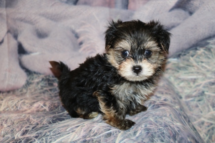 Romeo Male CKC Yorkipoo $2000 Ready 2/11 SOLD! MY NEW HOME EXTON, PA 1lb 6oz 7W 2D Old