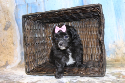 Little Queen Female CKC Maltipoo $1750 Ready 3/27 SOLD MY NEW HOME JACKSONVILLE, FL 1 Lb 3.5 oz 4W5D Days Old