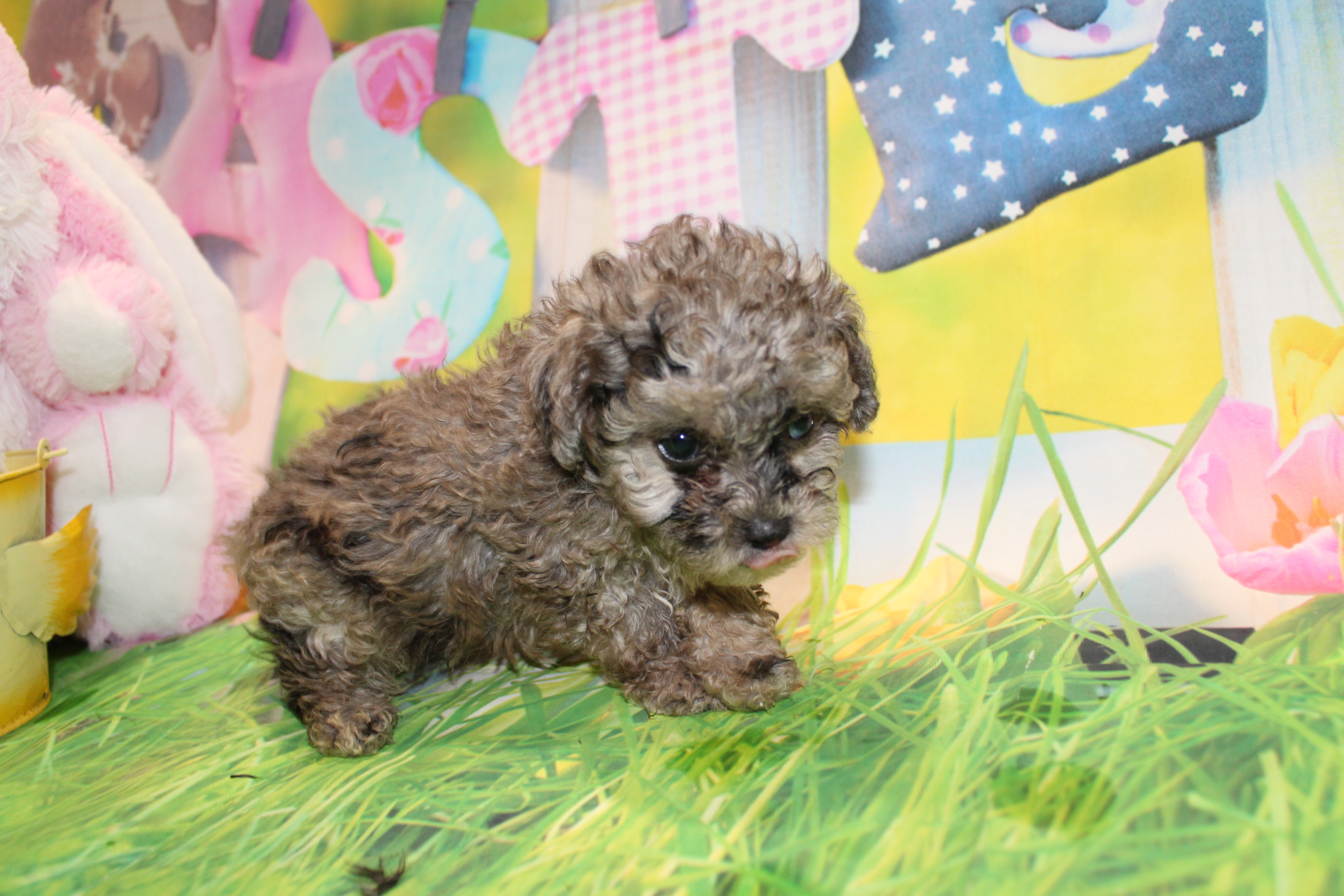 blue merle toy poodle