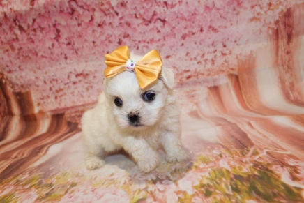 Lace Female CKC Malshi $2000 Ready 5/21 HAS DEPOSIT! MY NEW HOME IS IN ST. LUCIE, FL 1lb 7oz 4W3D old