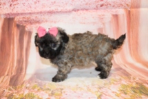 Bailey Female CKC Maltipoo $2000 Ready 5/14 HAS DEPOSIT! MY NEW HOME IS IN FORT MYERS, FL 2lb 1.5oz 6W3D old