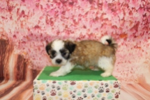Chocolate Chip Male CKC Havashu $2000 Ready 5/9 SOLD! MY NEW HOME CLEARWATER, FL 2lbs 5oz 6W1D old