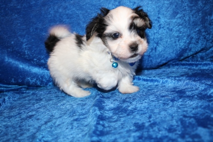 Monte Male CKC Havanese $1750 Ready June 12th SOLD MY NEW HOME LUTZ, FL 2 lbs 1.5 oz 5W4D Old