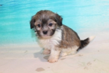 Jack Jack (Cappuccino) Male CKC Havashu $2000 Ready 8/5 SOLD MY NEW HOME STATEN ISLAND, NY 1lb 7.5oz 6 Weeks Old