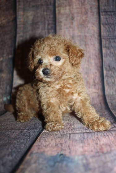 Gatsby Male CKC Shihpoo $2000 Ready 10/15 SOLD MY NEW HOME JACKSONVILLE, FL 1lb 12oz 6W4D old