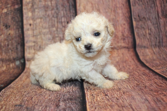 Teeny Weeny (Max) Male CKC Toy Poodle $2000 Ready 10/30 HAS DEPOSIT MY NEW HOME JACKSONVILLE, FL 12oz 4W3D old