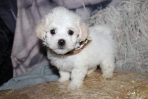 Raleigh (Chico) Male CKC Havanese $2000 Ready 10/29 SOLD MY NEW HOME PONTE VEDRA BEACH, FL 1lb 13.5oz 7W old