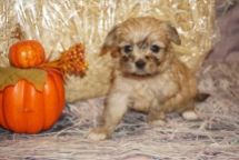 Serenity (Comfort) Female Miki $2000 Ready 11/28 SOLD MY NEW HOME OCALA, FL