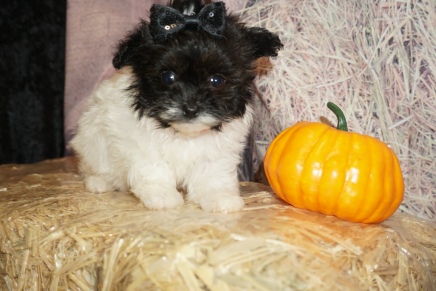 Pippy Female CKC Havapoo $2000 Ready 11/6 SOLD 1lb 2oz 7 Weeks Old
