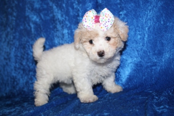 Tinkerbell (Belle) Female CKC Bichonpoo $2000 Ready 1/8 SOLD MY NEW HOME ST JOHNS, FL2lb 4.5oz 6W5D old