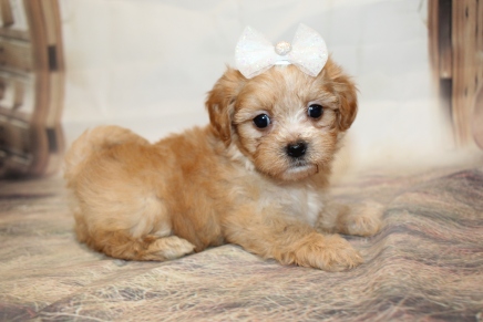 Milly (Sassy) Female CKC Havapoo $2000 Ready 1/26 SOLD MY NEW HOME JACKSONVILLE, FL 1lb 14oz 6W1D old