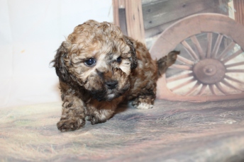 Joey Male CKC Maltipoo $2000 Ready 2/2 SOLD MY NEW HOME ST AUGUSTINE, FL 2lb 7oz 6W2D old
