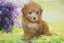 Dory CKC Maltipoo $2000 Ready 3/4 SOLD MY NEW HOME JACKSONVILLE, FL 1lb 13oz 7W2D old