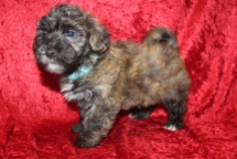 Roscoe Male Havanese $2000 Ready 2/20 SOLD MY NEW HOME JACKSONVILLE, FL 3 Lbs 6W4D Old