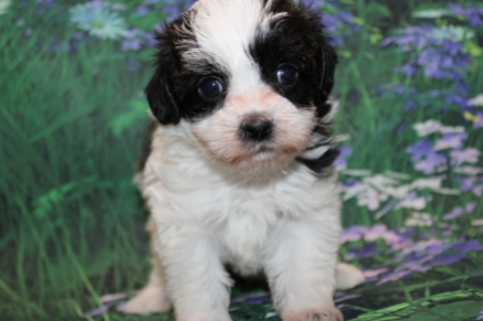 Bam Bam Male CKC Shorkipoo $2200 Ready 9/6 SOLD 1Lb 4oz 5 weeks old