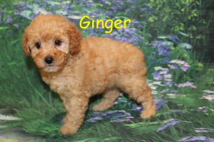 Ginger Female Mini Labradoodle
