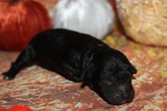 Maize Female CKC Mini Labradoodle $2200 Ready 11/4 AVAILABLE 9.5oz 1 Day Old