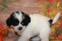 Pebbles Female CKC Shorkipoo $2200 Ready 9/6 AVAILABLE 2Lb 7W4D old