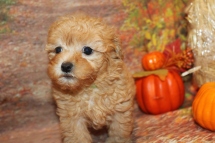 Gia Female Shihpoo $2200 Ready 9/10 SOLD 1Lb 10oz 7 weeks old