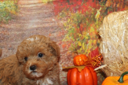 Gina Female Shihpoo $2200 Ready 9/10 SOLD 1Lb 13oz 7 weeks old