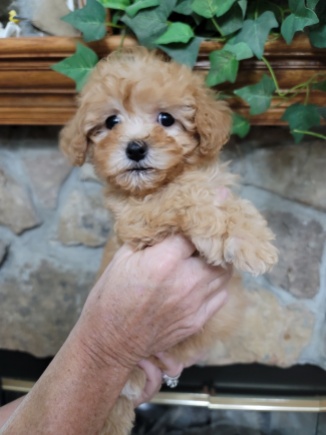 Gia Female Shihpoo $2200 Ready 9/10 SOLD 7W6D Old