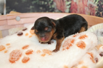 Chilly Female CKC Yorkie $2200 Ready 12/8 SOLD 3oz Just Born