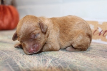 Pecan Pie Female CKC Cavapoo $2200 Ready 11/17 AVAILABLE 6oz 1 Day Old